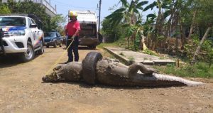 Un cocodrilo de 3 metros muere por atorarse en una llanta. Foto. PlumasLibres