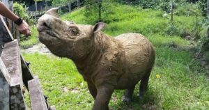 "Tam" era el último macho de su especie. Foto: @RhinosIRF.