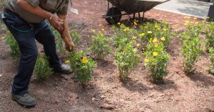 El curador general recalcó que en los programas de reforestación solo dotar de 5 o 6 especies sería quitarle el mérito al resto de la vegetación y saturar de una misma especie a la capital chiapaneca. Foto: Cuartoscuro, archivo
