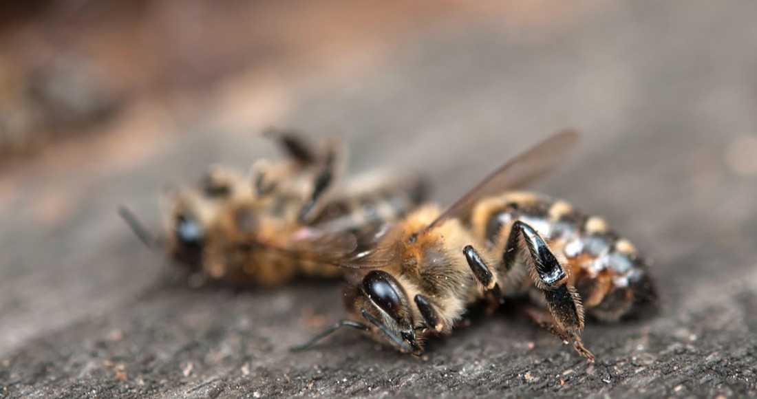 Resultado de imagen para 3 meses murieron abejas brasil