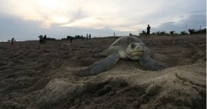 El estado del Golfo tiene una historia y una cultura importantes de cacería de tortugas y cocodrilos. La carne de esos animales ha sido parte de la dieta de las comunidades locales, quienes también creen en las propiedades curativas de algunos de sus subproductos. Foto: Arturo Pérez Alfonso, Cuartoscuro
