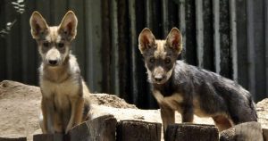 “Se les ve juguetones y en buen estado físico y de salud, los cuales en días posteriores serán manejados para su vacunación y refuerzos, ya que es así como lo marcan los protocolos del Comité Binacional a cargo de la sobrevivencia de la especie”
Foto: Cuartoscuro
