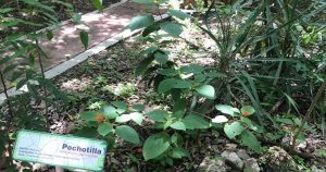 El Coralillo, también es una planta que atrae a aves polarizadores por su excepcional color naranja. Foto: Chiapas Paralelo