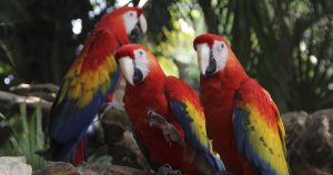 Esta especie en peligro de extinción ha reducido drásticamente su población. Foto: Elizabeth Ruiz, Cuartoscuro