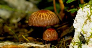 Hongos. Foto: Chiapas Paralelo. 