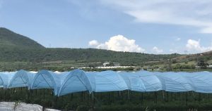 Martina es piscadora, su jornada laboral es de 10 horas, le pagan ocho e invierte 12. Se levanta a las cinco de la mañana para alistar ropa, comida y dejar hijos encargados con las vecinas. Foto: Jade Ramírez / Zona Docs.