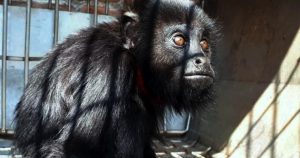 Las tres especies de primates existentes en México están consideradas en peligro de extinción en la NOM-059-SEMARNAT-2010 y desde 2006 e adición el artículo 55 que prohíbe la importación, exportación y reexportación de ejemplares. Foto: Especial vía Chiapas Paralelo
