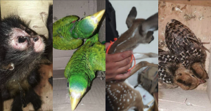 Dos cotorros, dos guajolotes silvestres, dos pavo reales, mono araña, venado y un gato montés fueron los ejemplares que eran trasladados de forma ilegal. Foto: Especial, Chiapas Paralelo