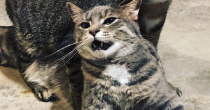 Los felinos machos son más propensos que las hembras. Foto: Instagram, @smudge_lord