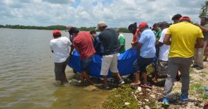 Los manatíes fueron encontrados en la Laguna “El Inglés”. Foto: Chiapas Paralelo.