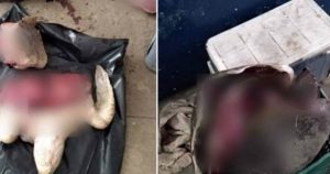 En el lugar fue asegurada una hielera con trozos de tortugas marinas de la especie golfina. Foto: RíoDoce