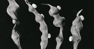 Cecilia Salcedo, “Zoompantle, colorín, Erythrina sp.”, en La espina y el fruto, 2006.