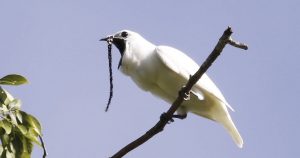 El campanero boanco es tan grande como una paloma. Foto: Instituto Nacional de Pesquisas da Amazônia