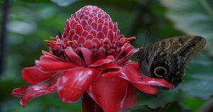 Las polillas realizan el proceso de polinización en la noche por medio de la captación de olores. Foto: EFE/USR