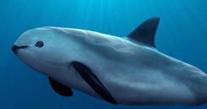 La CNDH recomendó a cuatro dependencias reforzar medidas para proteger a la vaquita marina. Foto: AP.