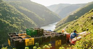 Con su propia Denominación de Origen, los vinos de la Ribeira Sacra son fruto de la "viticultura heroica", con viñedos plantados casi en vertical sobre bancales de piedra. Foto: Ana Ortega, ElDiario.es