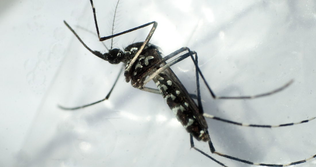 Veracruz cuenta con 7 mil 617 casos de pacientes con dengue. Imagen ilustrativa Foto: EFE/Gustavo Amador