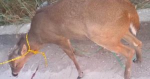 El venado cola blanca es una especie vedada en la Huasteca. Foto: Especial/Pulso