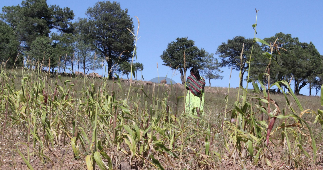 Pese a que el problema no es nuevo, los apoyos de los tres niveles de Gobierno siempre han sido insuficientes. Foto: Adriana Esquivel, Raíchali