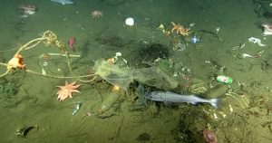 No está claro si estos contenedores de basura del fondo marino son exclusivos de California, aunque dada la contaminación plástica en los océanos, no sería raro encontrar características similares en otros lugares. Foto:  Especial, Vice.com