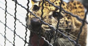 La herida que tiene en el brazo es muy profunda. Imagen ilustrativa. Foto:Arturo Pérez Alfonso, Cuartoscuro