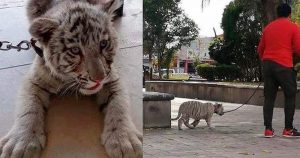 Al parecer el propietario no contaba con los permisos necesarios, solicitados por la Profepa. Foto: Pulso