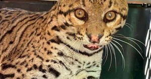 El ocelote es un ejemplar relativamente grande de 12 kilogramos y medio, de buen tamaño, macho. Foto: Pulso