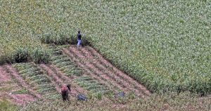 Chiapas es la entidad que más incendios forestales, agrícolas y de pastizal registró en 2015, 2018 y 2019. Foto: Chiapas Paralelo