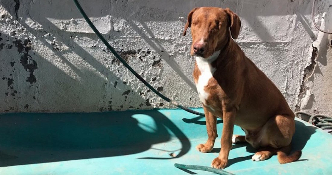"Choco" perdió ambos ojos; pero está más vivo que nunca. Foto: Proyecto Puente.