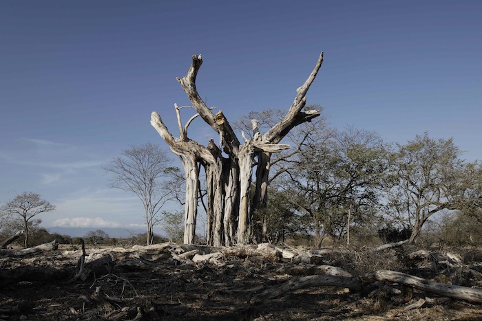 Ante riesgos por sequías, cambios en las precipitaciones y aumento del nivel del mar, “los Gobiernos tienen la posibilidad de realizar una mejor planificación. Foto: Jeffrey Arguedas/Archivo/EFE