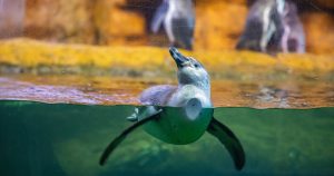 En el acuario de Veracruz se pueden observar a los pingüinos Humboldt. Foto: Cortesía 