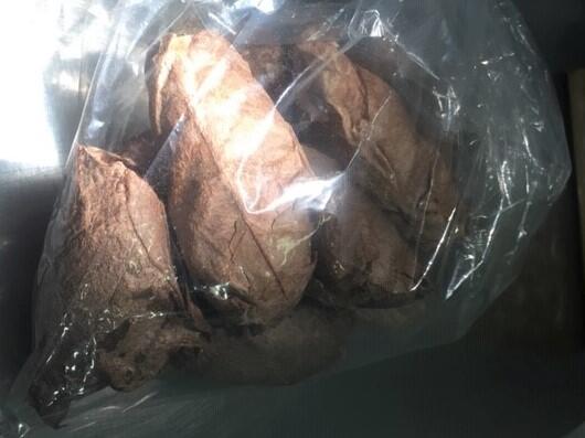 polilla devora-arboles-frutales