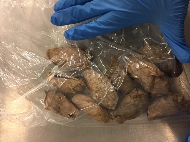 polilla devora-arboles-frutales