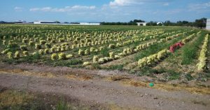 La dependencia únicamente confirmó que, de los 27 trabajadores que dieron positivo al virus, uno falleció. Foto: Adriana Esquivel, Raíchali.