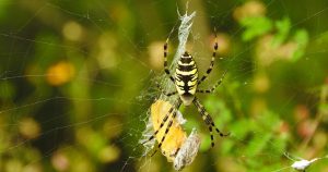 Araña tigre (argiope aurantia). Foto: Diego Barrales, vía VICE 