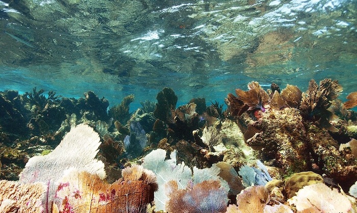 arrecifes 