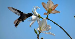 Los colibríes cuentan con un  cono sensible a la luz más que los humanos lo que les permite observar la luz ultravioleta. Foto: Margarito Pérez, Cuartoscuro