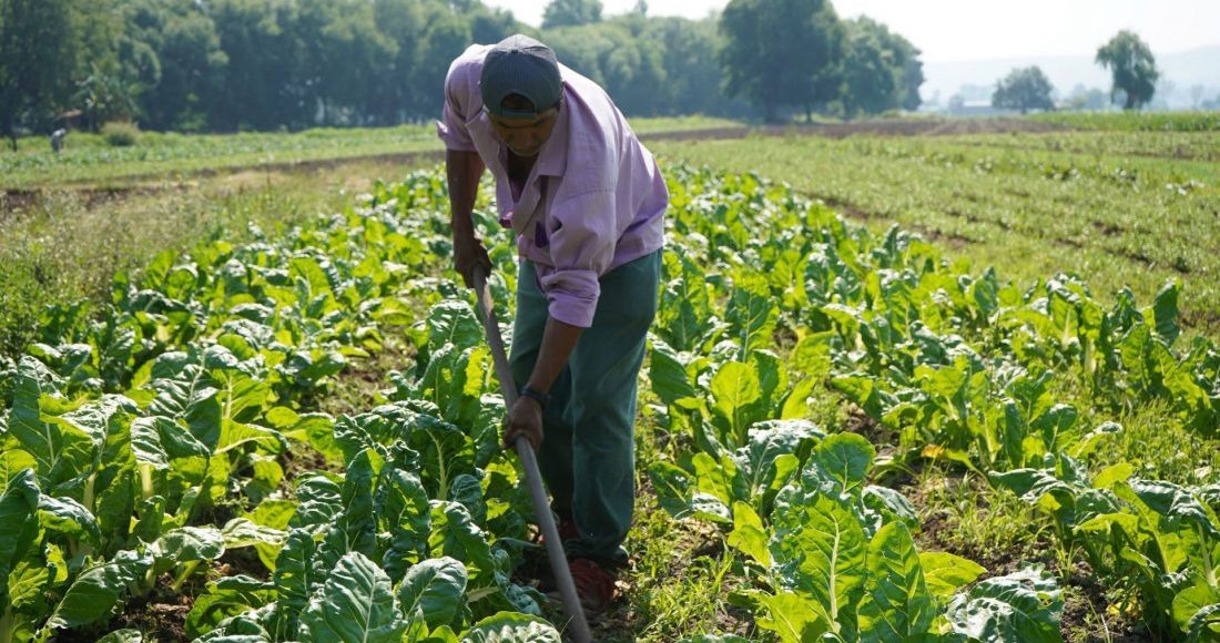 campesino-trabajo-campo