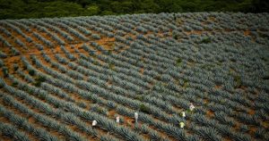 La industria tequilera presenta una serie de circunstancias que la hacen ideal como socio preferente en el lavado de dinero para grupos criminales. Foto: Rashide Frías, Cuartoscuro. 