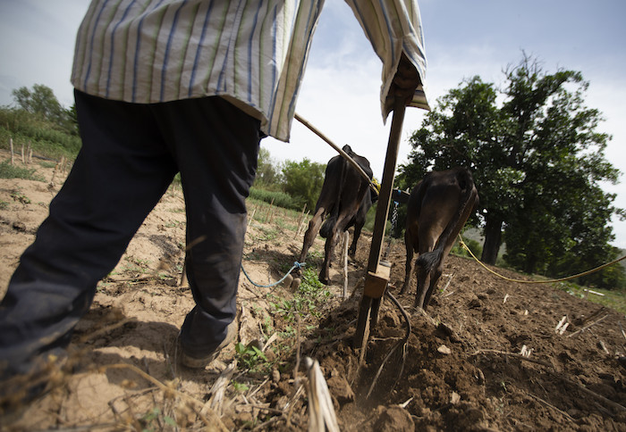 Un hombre ara la tierra con bueyes en San Jerónimo Xayacatlán, México, el 26 de junio de 2020. Las remesas que envían los migrantes que trabajan en Estados Unidos y en otros países han sido un salvavidas para lugares como esta localidad de cerca de 4 mil habitantes del centro de México.