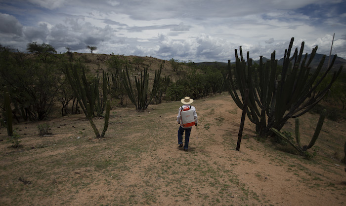 Jorge Vázquez fumiga una plantación de mangos en San Jerónimo Xayacatlán, México, el 25 de junio de 2020. El 11 de septiembre de 2001, Vázquez trabajaba en un restaurante de Nueva York. Tras el ataque a las Torres Gemelas la gente empezó a tener miedo, no salía, no compraba y le despidieron. “Fue un desastre”, recuerda. Había pánico ante la posibilidad de nuevos atentados, como ahora lo hay a contagiarse con el coronavirus.