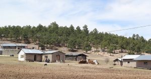 En contraste, ningún decreto ni estrategia detuvo la tala legal e ilegal en manos de grupos de la delincuencia organizada. Foto: Adriana Esquivel, Raíchali.