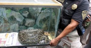 Policias de protección animal encabezaron un operativo en una casa en donde vendían animales exóticos; aseguraron más de cien especies. Foto: Pedro Marrufo, Cuartoscuro.