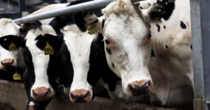 En Nueva Zelanda preocupan más las emisiones de las vacas que las de las fábricas o los coches. Foto: EFE 