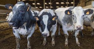 La brucelosis es una enfermedad causada por varias especies de la bacteria Brucella que infectan principalmente al ganado vacuno, porcino, caprino, ovino y a los perros. Foto: EFE