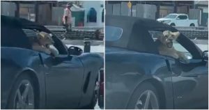 En redes sociales circuló un video en dinde se aprecia cómo un hombre pasea por Mazatlán junto a un cachorro de león. Foto: Especial