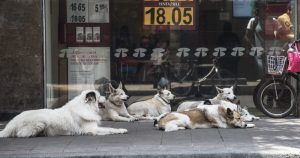 Varios perros descansan a las afueras de una sucursal bancaria ubicada en el Centro Histórico. Foto: Mario Jasso, Cuartoscuro. 