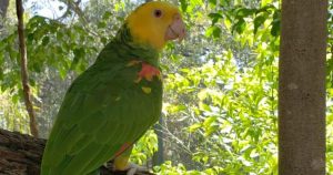 Los delincuentes sustrajeron a las aves de las jaulas (tres pericos cabeza amarilla y un perico argentino). Foto: Especial vía ProyectoPuente