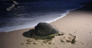 La tortuga regresó al mar. Foto: Cortesía para Noroeste 