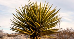 Aunque el robo de yucca no es un delito muy denunciado en México, el fenómeno no es nuevo. Foto: Especial vía Insight Crime.